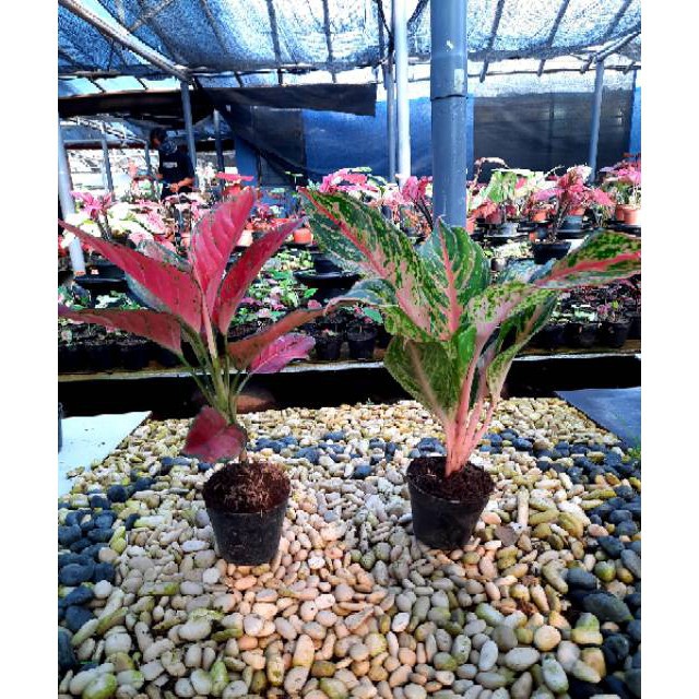 [✅COD] AGLONEMA PAKET - 2 POHON / TANAMAN HIAS / BUNGA AGLONEMA