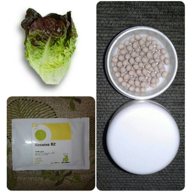 Repack, 100 pills Benih ROSAINE RZ Little Gem Lettuce mini Red Romaine Rijk Zwaan