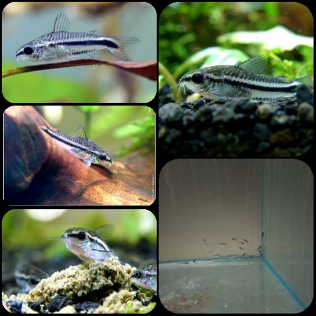 Ikan corydoras dwarf pygmy untuk aquarium dan aquascape