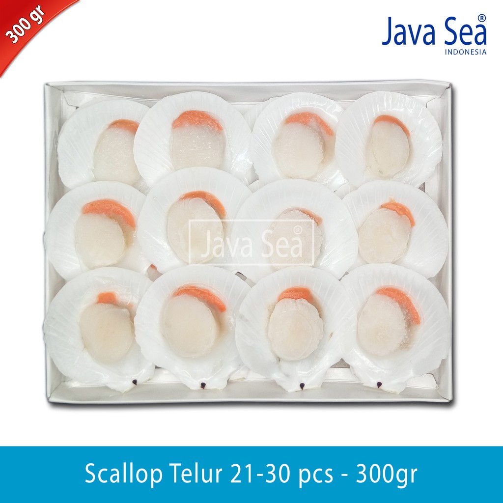 

Scallop Cangkang Telur 21-30 pcs pack 300gr Java Sea