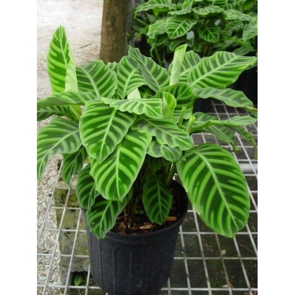 Tanaman Hias Calathea Zebrina Jungle Velvet