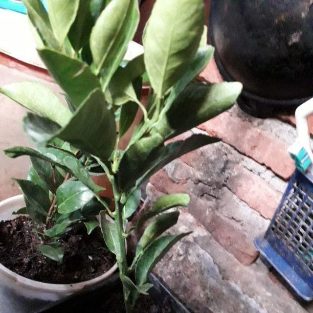 Tanaman Jeruk Dekopon (tinggi 40-60 Cm)