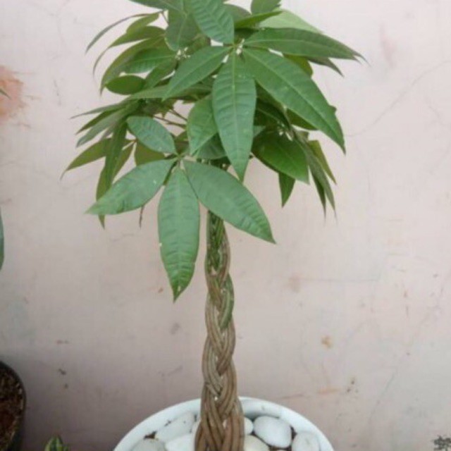 Tanaman hias pacira kepang /tanaman hias pacira murah