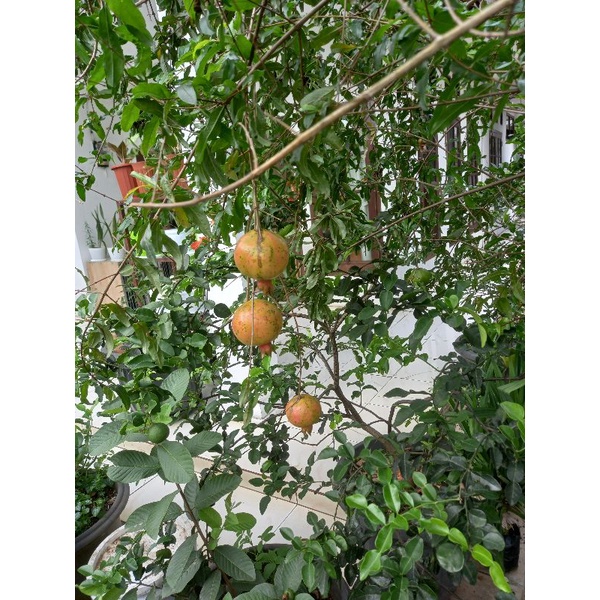 BIBIT TANAMAN BUAH DELIMA CANGKOKAN