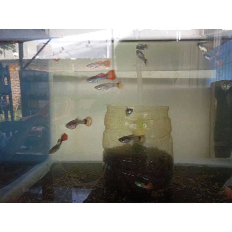 Ikan Guppy Platinum Red Tail(PRT) sepasang,4-6 bulan siap produksi bonus Guppy /cupang