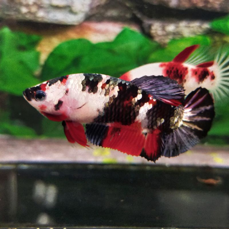 FEMALE COOPER MARBLE/FANCY