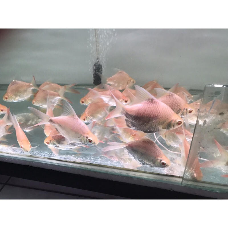 kapiat / kaviat short body / SB 3 jari kurleb