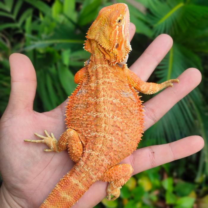 Harga Bearded Dragon Hypo Terbaru November 2021 Biggo Indonesia