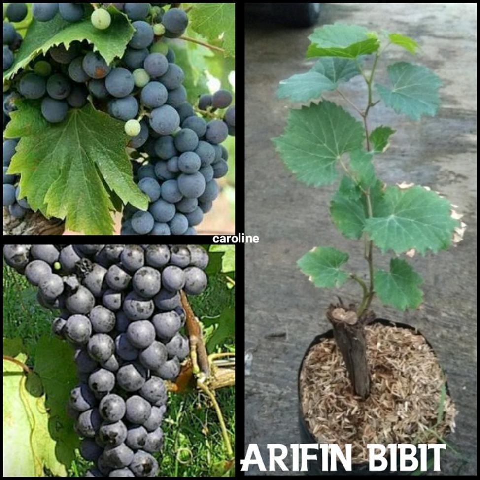 *_@ Bibit Anggur Caroline Import 13Li