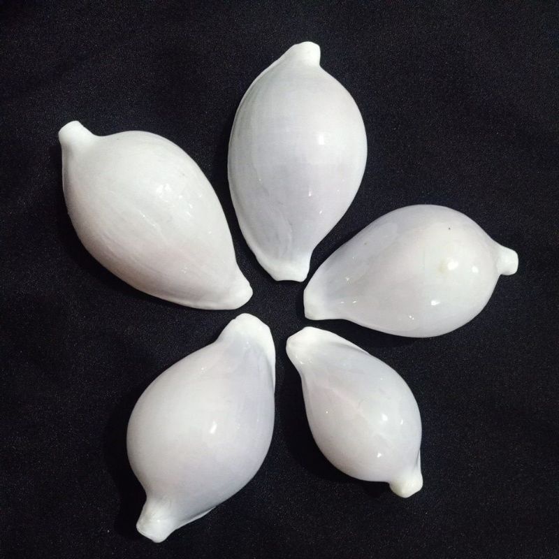 CANGKANG KERANG OVULA OVUM/KUWUK PUTIH