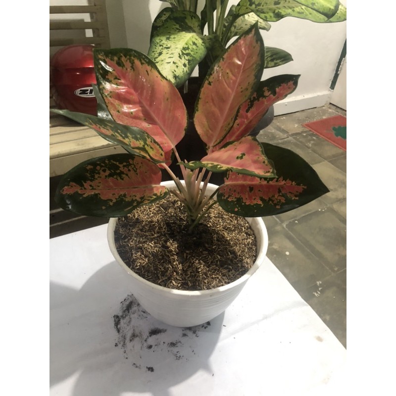 Aglonema Kochin Pink Besar Premium