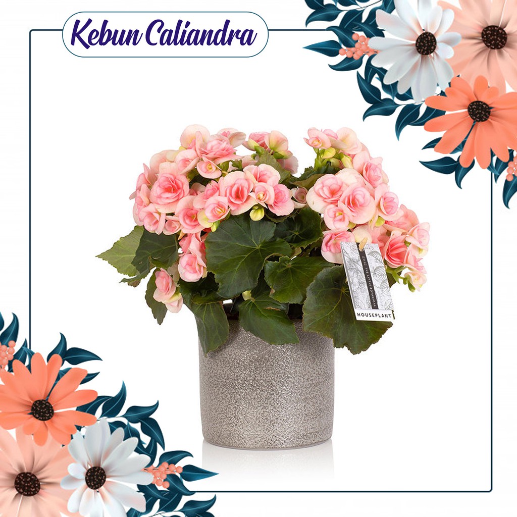 Kebun Kaliandra - Bunga Begonia Pink