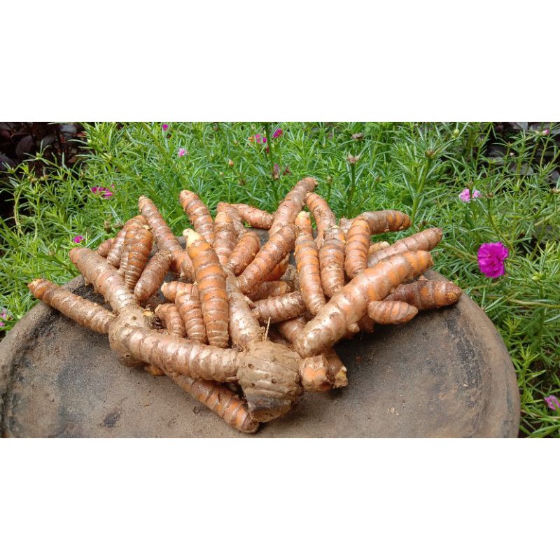 

Kunyit kuning segar 1 kg