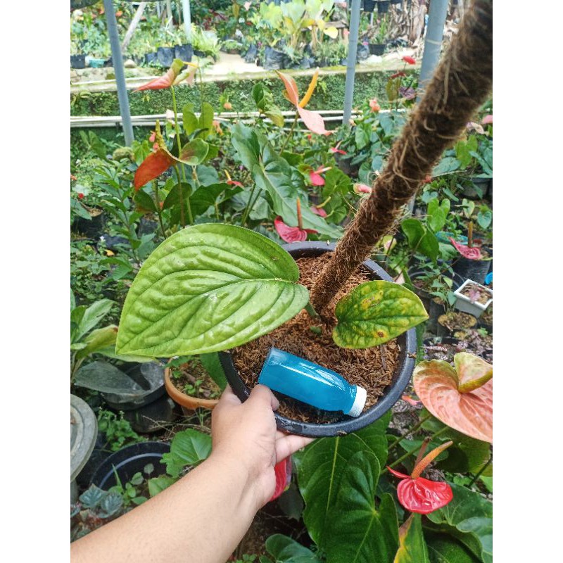 PUPUK DAUN TAWANGMANGU