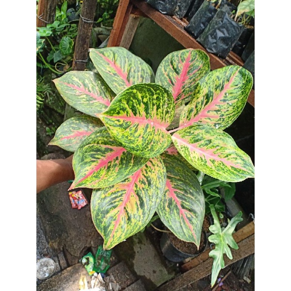 aglonema big papa jumbo isi 2