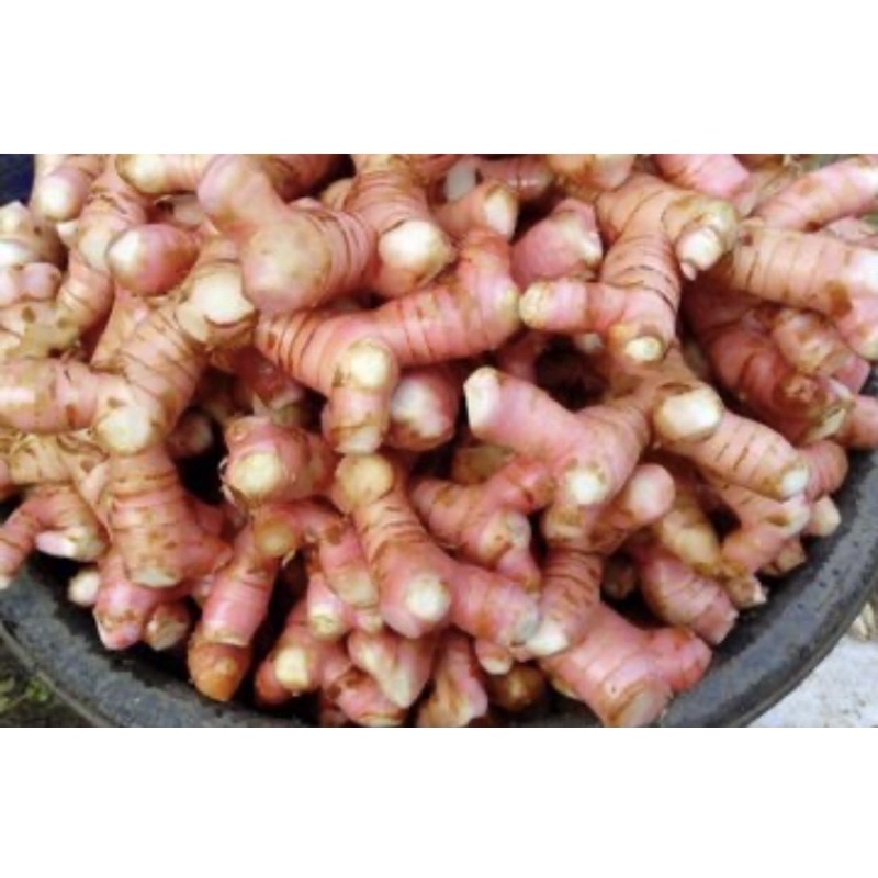 LENGKUAS/LAOS/1KG..LENGKUAS SEGAR/lengkuas murah