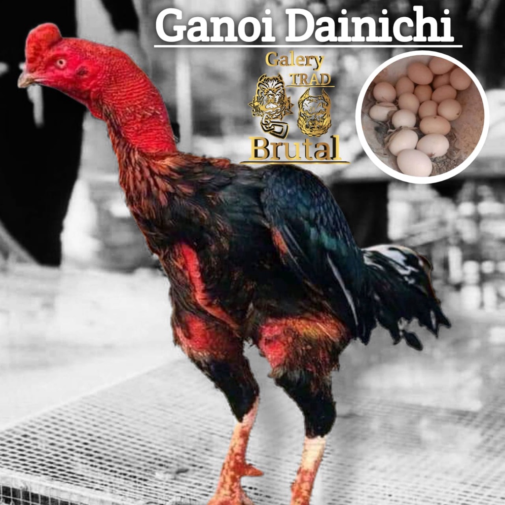 telur ayam ganoi dainichi