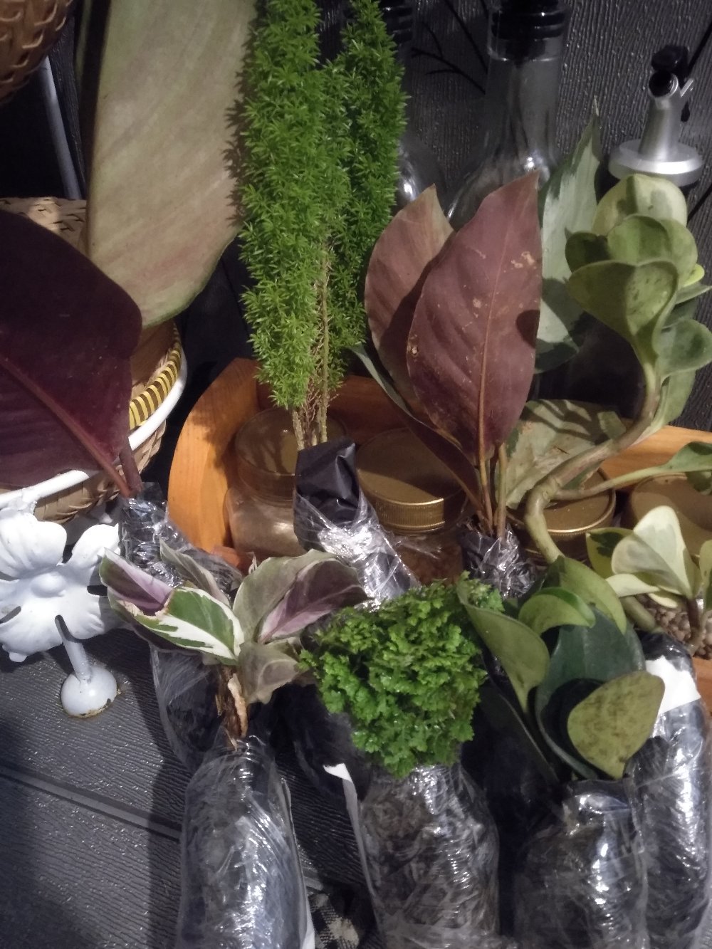 Tanaman Hias Chalatea Tisu White Fision