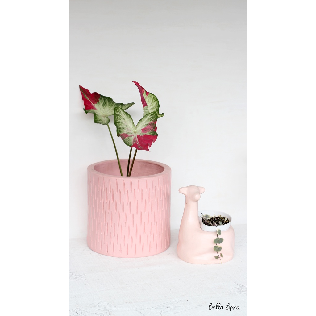 Tanaman Hias Caladium Shycool