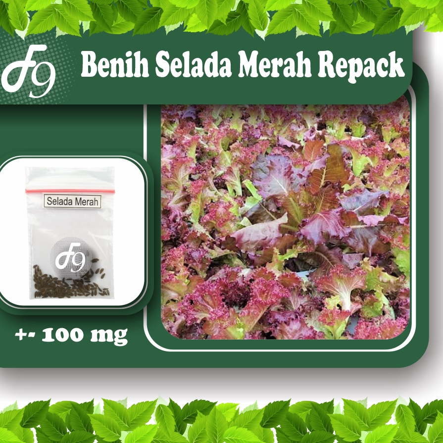 Benih Bibit Selada Merah Lollo Rossa Murah Repack Seribuan