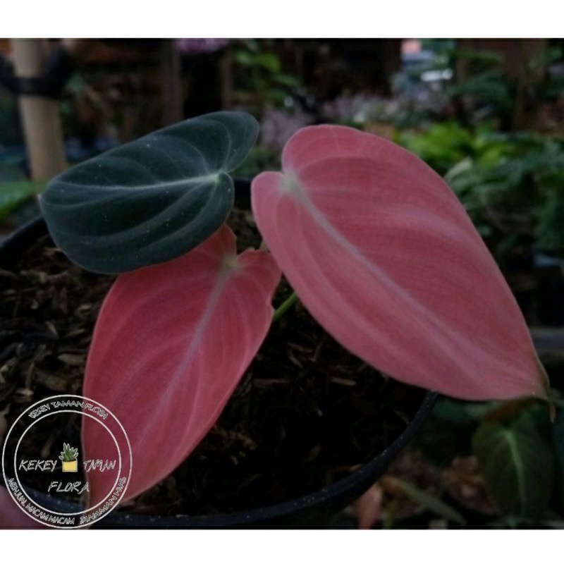 Tanaman Hias Philodendron Micans Pink - Philodendron Mican Pink