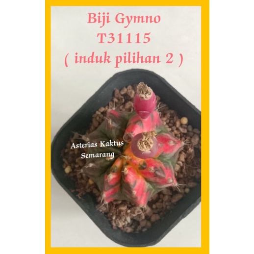 MURAH Biji Kaktus Gymno Gymnocalycium T31115 ( induk pilihan 2 )