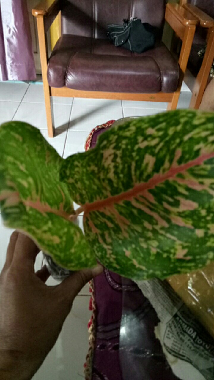 Aglonema Big Papa