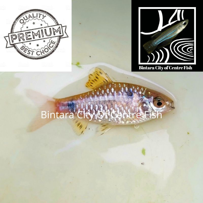 Ikan Odessa Barb, size 2,2-3cm (M/ML), min order 50 ekor