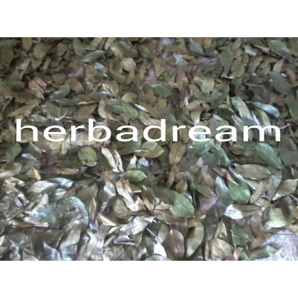 

15 GRAM DAUN SIRSAK ANNONA MURICATA SOURSOP LEAF DURIAN BELANDA NANGKA SEBRANG SRIKAYA JAWA SIMPLISIA KERING DRIED