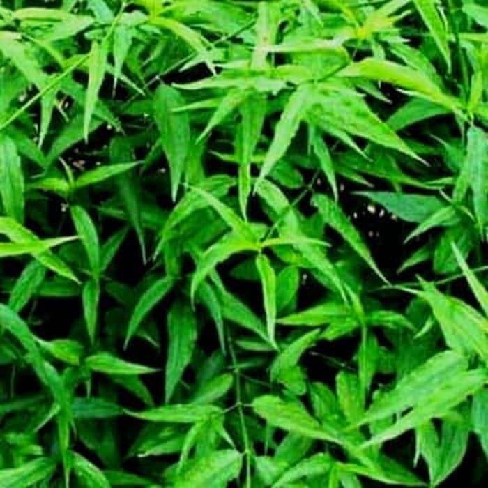 

Daun Belalai Gajah Segar Sabah Sneek Grass