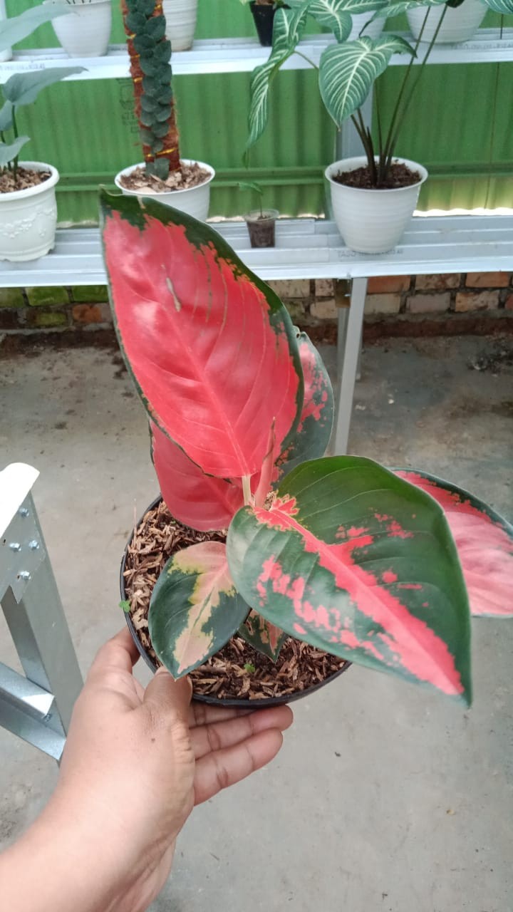 Mika Brownies Size M ( Isi 25 )