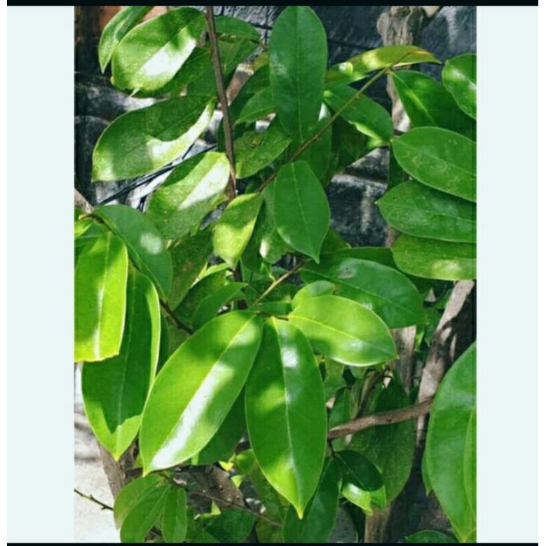 

daun sirsak pres 150lembar