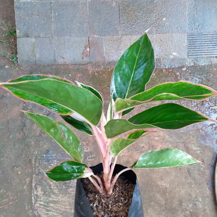 Aglaonema green lipstik