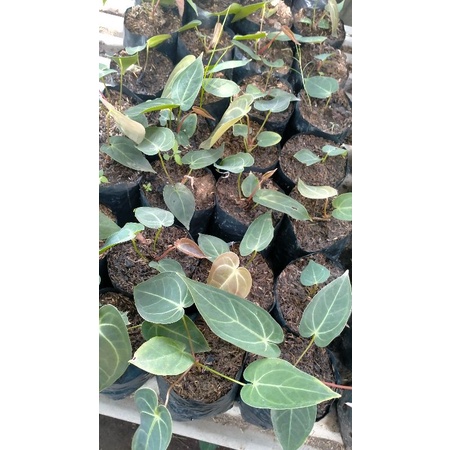 bibit kuping gajah verde jumbo