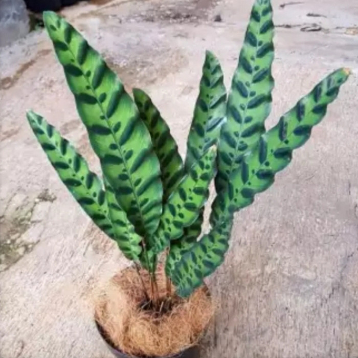 Tanaman hias meranti bulu ayam/pohon meranti keytaman02