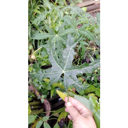 

Daun pepaya Jepang organik