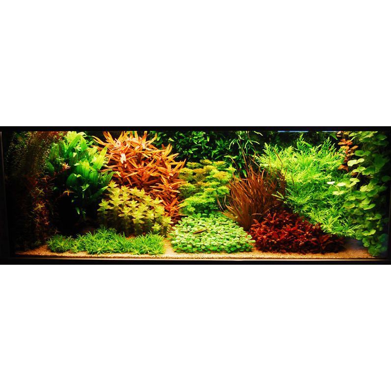 paketan tanaman aquascape duch style  tanaman aquascape aquarium