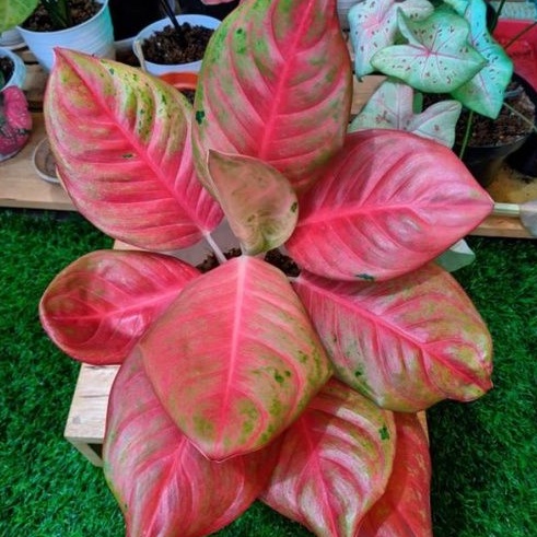 Aglonema Red Exotic Tanaman Hias Bunga Aglaonema Murah Merah BUKAN bonggol bibit