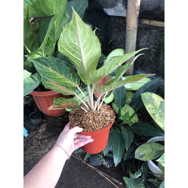 Aglaonema New Hybrid