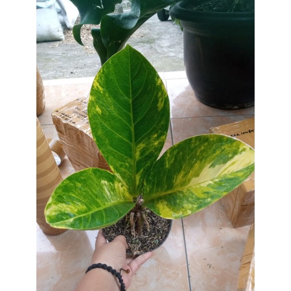 jemani cobra batik remaja varigata mewah