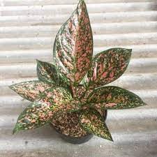 tanaman hias aglaonema ruby pink