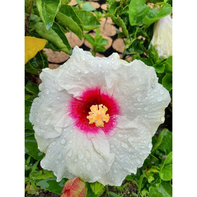 Tanaman Bunga Sepatu Bangkok (Berbunga Terus) / Hibiscus Flower Plant  / Hibiscus rosa-sinensis L