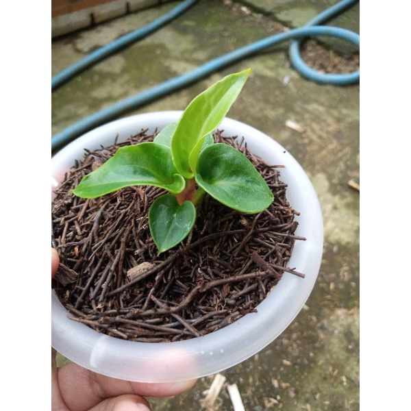 jemani oboor merah original biji