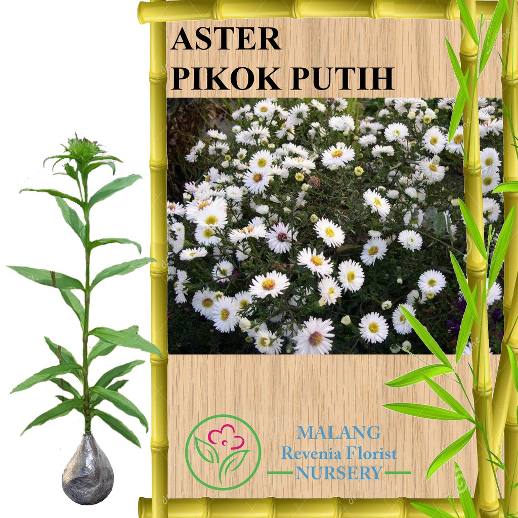 Tanaman Aster Pikok Putih