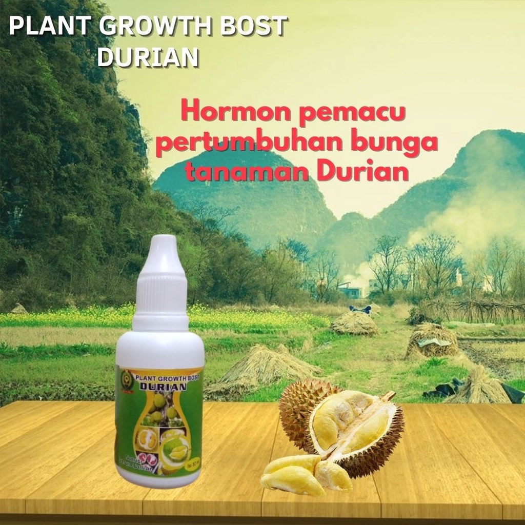 Jual Pupuk HORMON Perangsang Durian Berbuah Agar Durian Cepat Berbuah ...