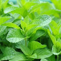 Benih Bibit Biji - Spearmint Mint (Mentha spicata) Herb Seeds - IMPORT