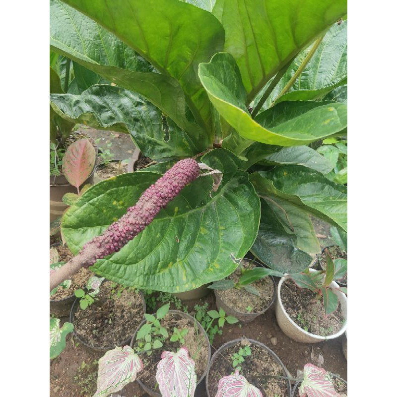 bibit jemani mangkok jaguar daun 1/2