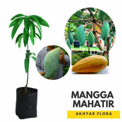 Bibit Mangga Mahatir Pohon Mangga Bibit Buah Mangga Mahatir