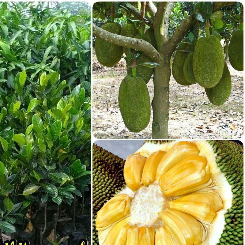 BIBIT NANGKA _ OKULASI