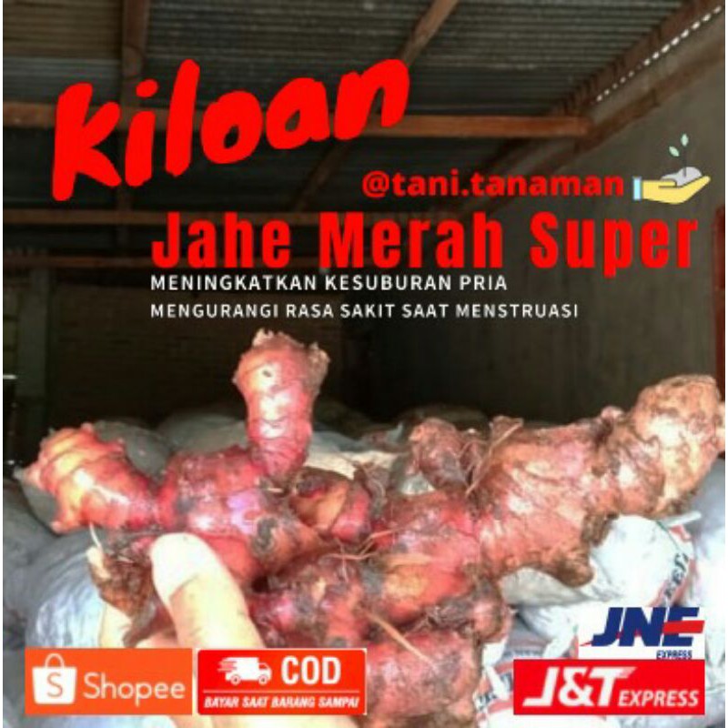 

Jahe Merah Super Segar | Viral | Kiloan